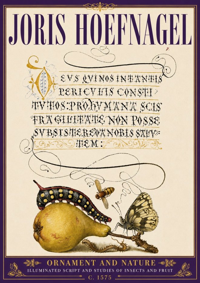 Joris Hoefnagel Ornament and Nature - Illuminated Script and Studies of Insects and Fruit No6 - Juliste