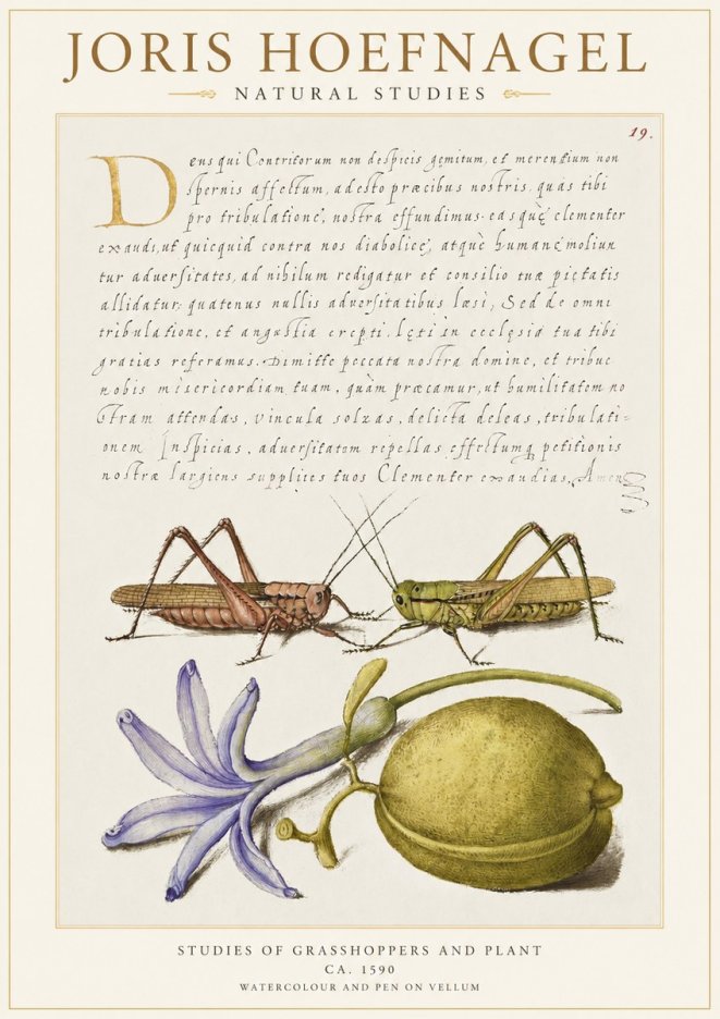Joris Hoefnagel Studies of Grasshoppers and Plant No1 - Juliste