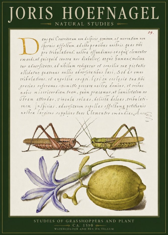 Joris Hoefnagel Studies of Grasshoppers and Plant No2 - Juliste