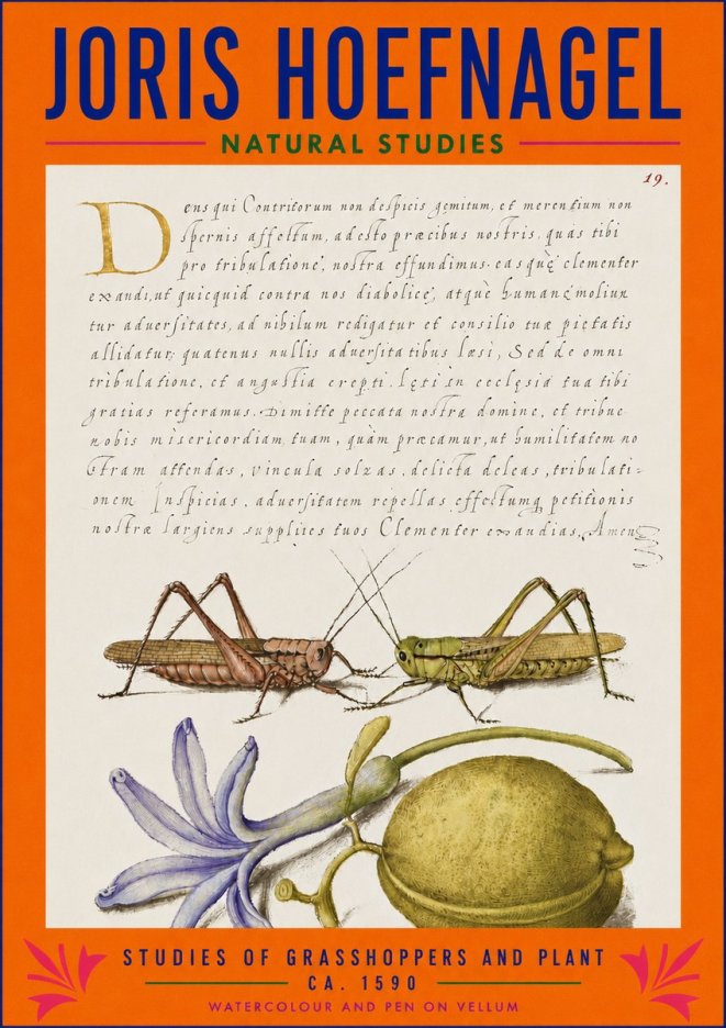 Joris Hoefnagel Studies of Grasshoppers and Plant No3 - Juliste