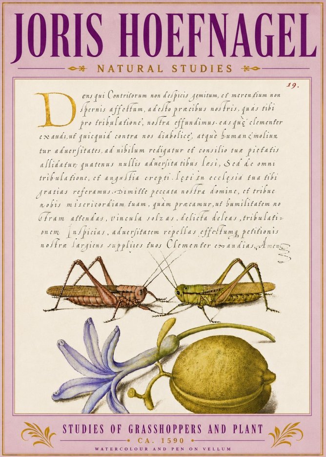 Joris Hoefnagel Studies of Grasshoppers and Plant No5 - Juliste