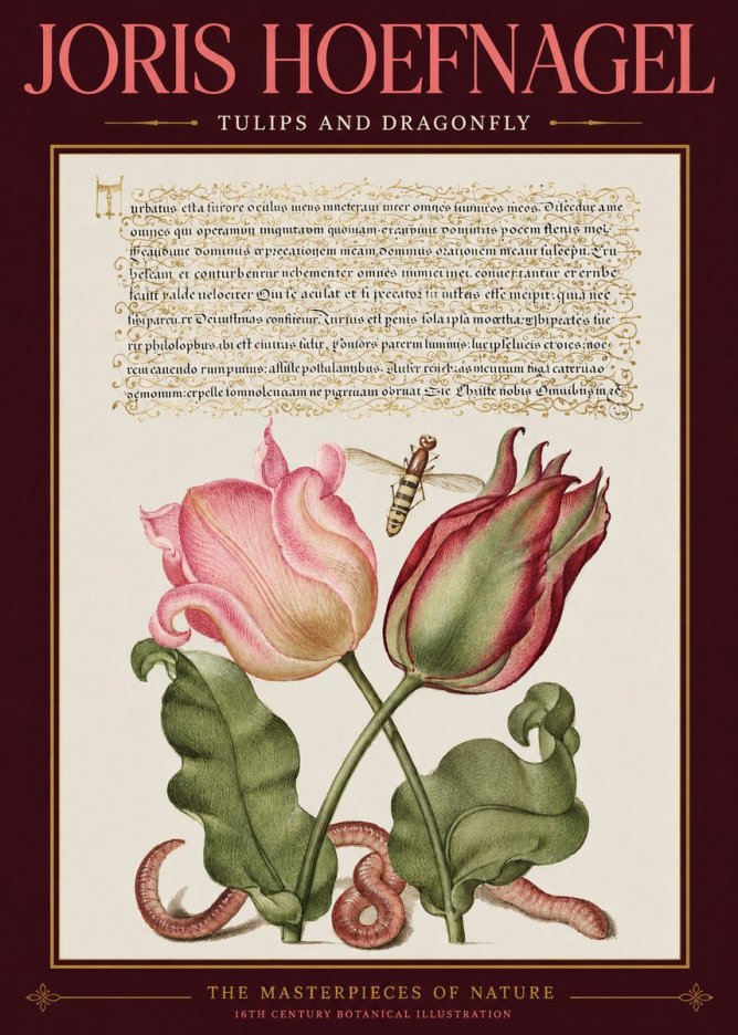 Joris Hoefnagel Two Tulips with Caterpillars and Dragonfly No3 - Juliste