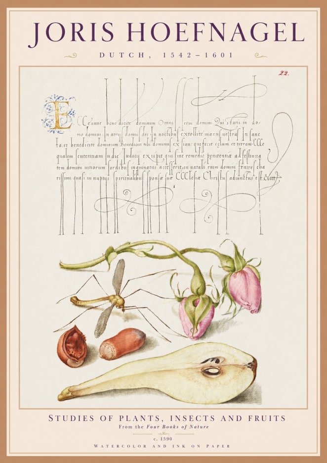 Joris Hoefnagel Studies of Plants, Insects and Fruits No1 - Juliste
