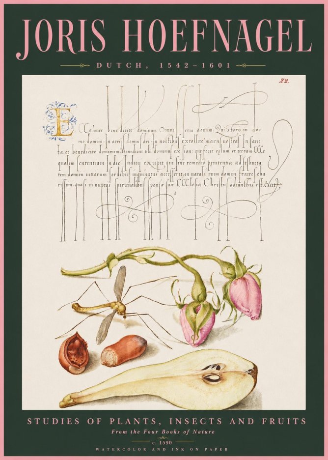Joris Hoefnagel Studies of Plants, Insects and Fruits No2 - Juliste