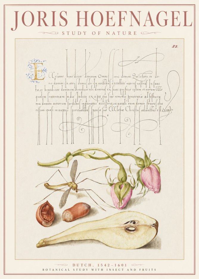 Joris Hoefnagel Studies of Plants, Insects and Fruits No3 - Juliste
