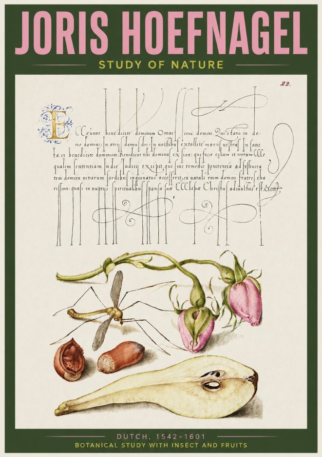 Joris Hoefnagel Studies of Plants, Insects and Fruits No4 - Juliste
