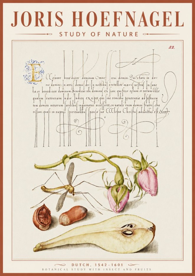 Joris Hoefnagel Studies of Plants, Insects and Fruits No5 - Juliste