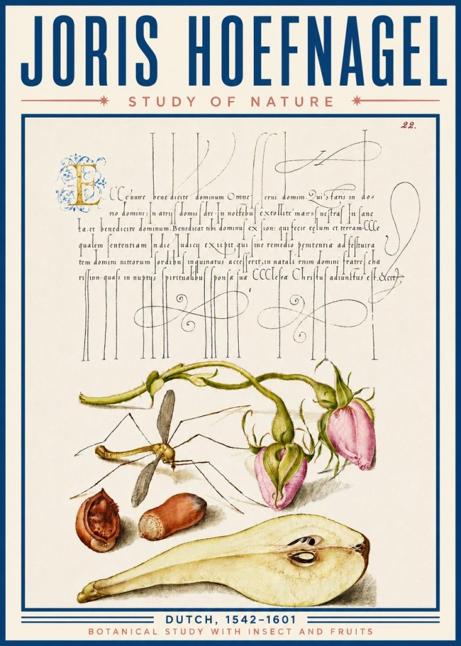 Joris Hoefnagel Studies of Plants, Insects and Fruits No6 - Juliste