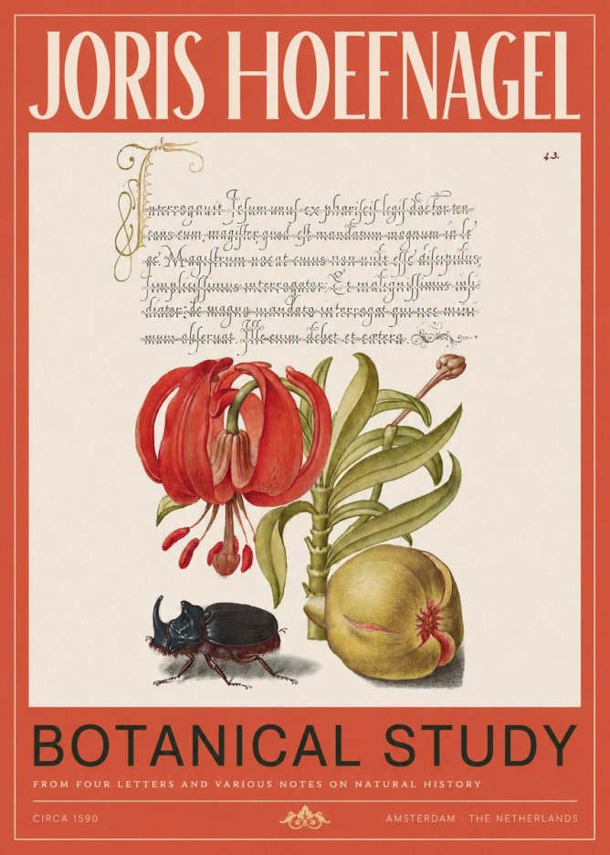 Joris Hoefnagel Botanical Study II No2 - Juliste