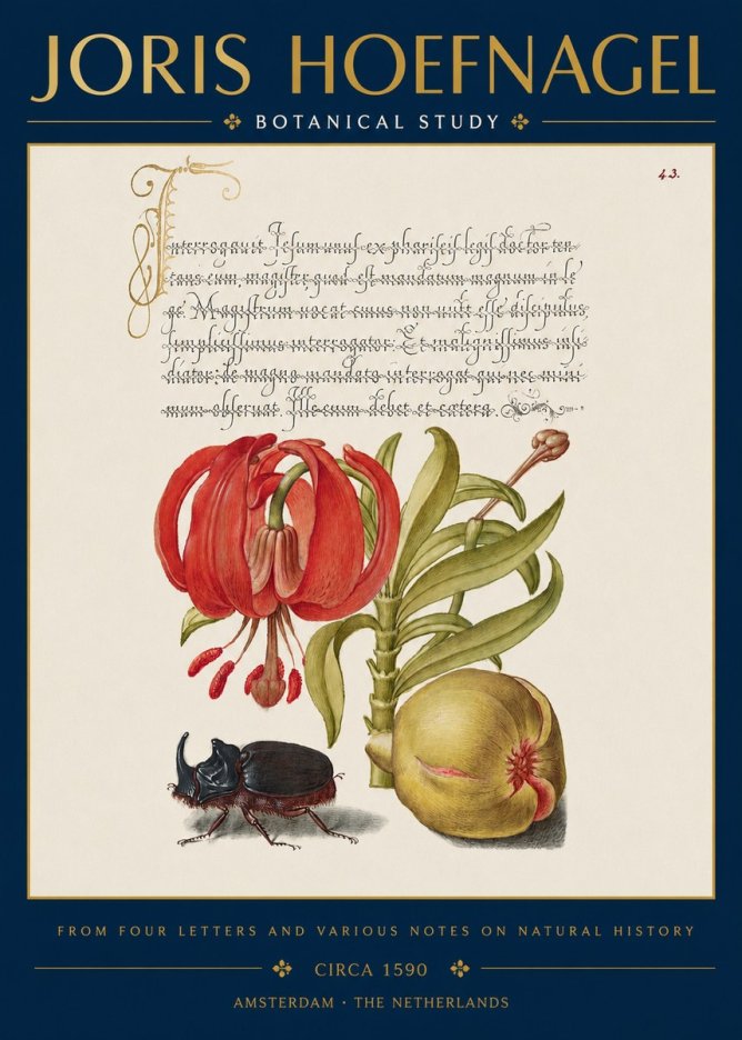 Joris Hoefnagel Botanical Study II No3 - Juliste