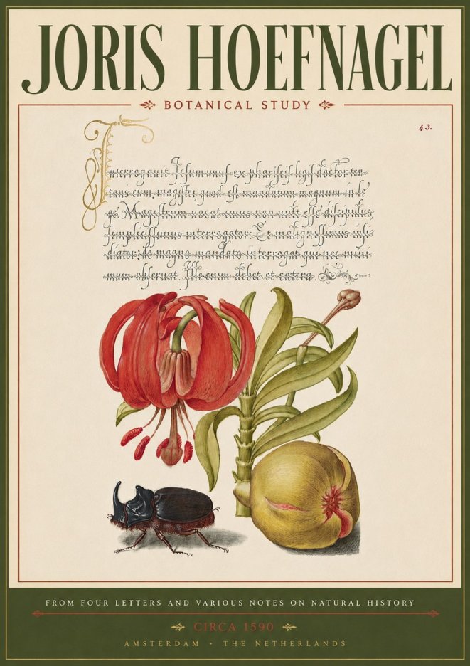 Joris Hoefnagel Botanical Study II No5 - Juliste