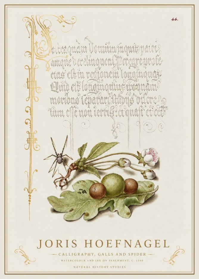 Joris Hoefnagel Plant with Galls and Insect No2 - Juliste
