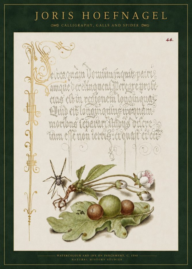 Joris Hoefnagel Plant with Galls and Insect No3 - Juliste