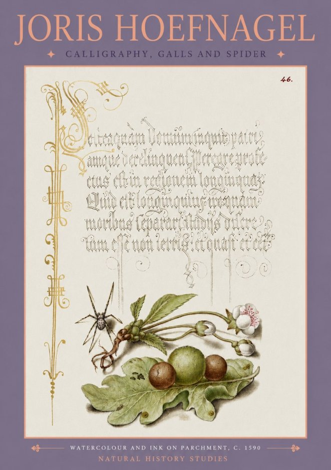 Joris Hoefnagel Plant with Galls and Insect No4 - Juliste