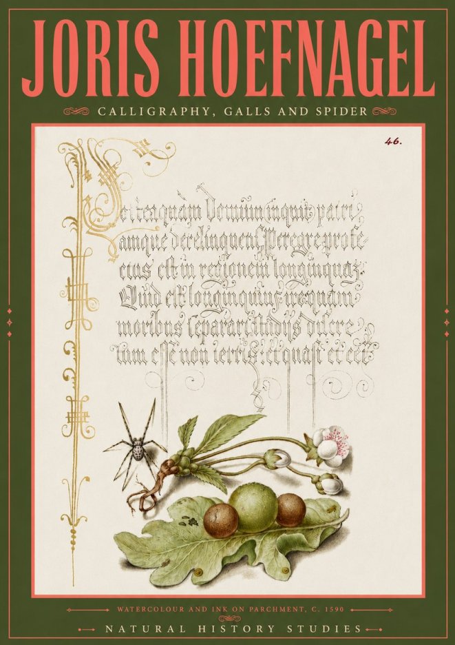 Joris Hoefnagel Plant with Galls and Insect No6 - Juliste