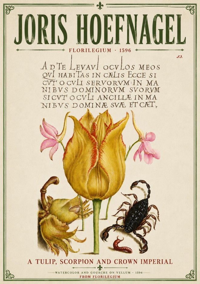 Joris Hoefnagel A Tulip, Scorpion and Crown Imperial No6 - Juliste