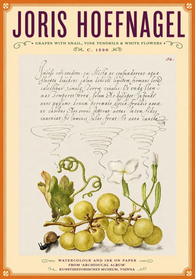 Joris Hoefnagel Grapes with Snail, Vine Tendrils & White Flowers No6 - Juliste