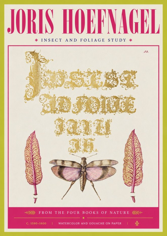 Joris Hoefnagel Insect and Foliage Study No4 - Juliste
