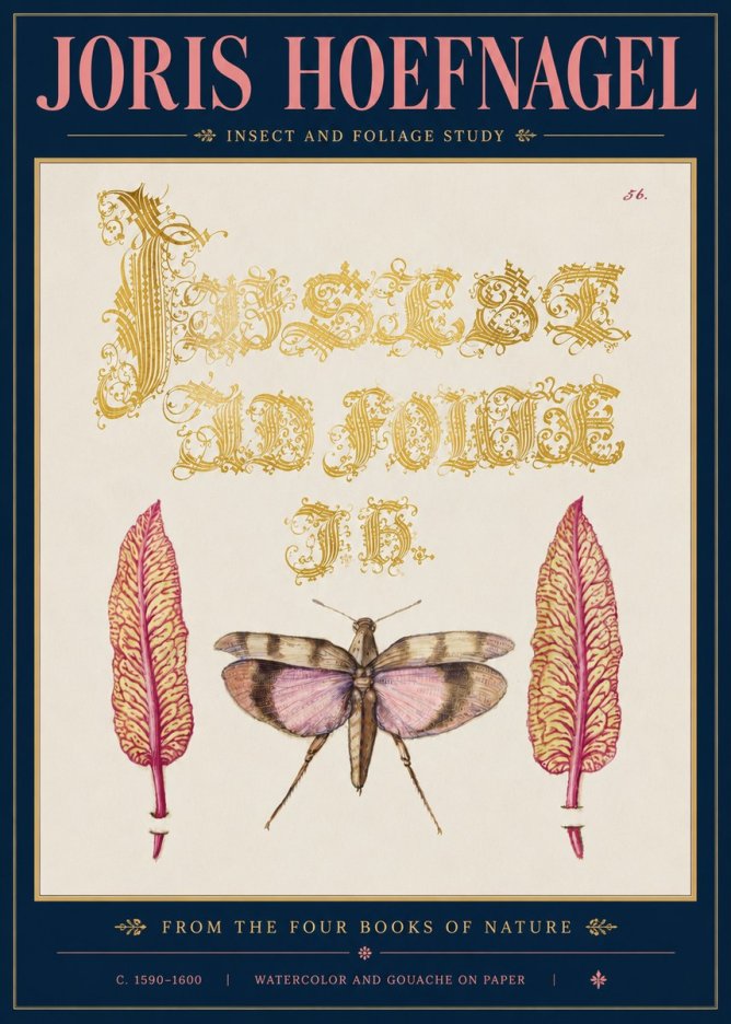 Joris Hoefnagel Insect and Foliage Study No5 - Juliste