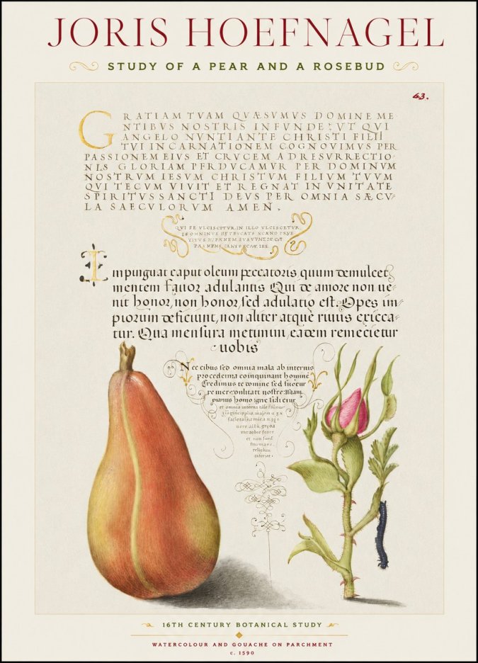 Joris Hoefnagel Aphorisms with Pear and Rose No3 - Juliste