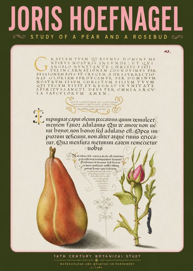 Joris Hoefnagel Aphorisms with Pear and Rose No4 - Juliste