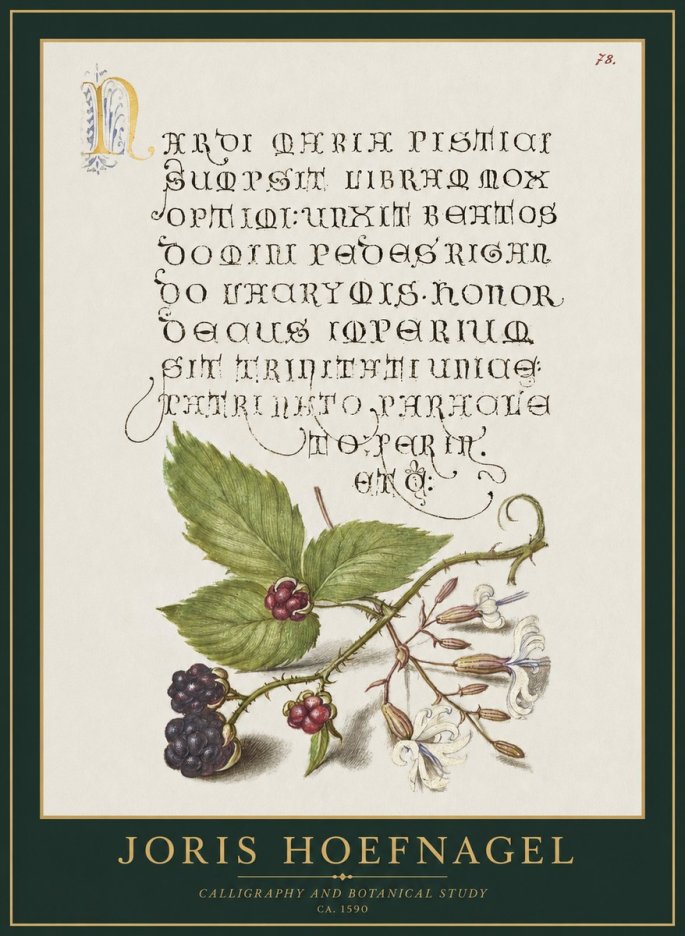 Joris Hoefnagel Calligraphy and Botanical Study II No1 - Juliste