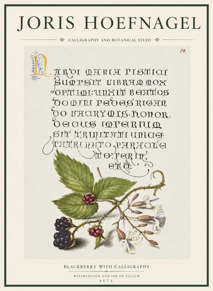 Joris Hoefnagel Calligraphy and Botanical Study II No5 - Juliste