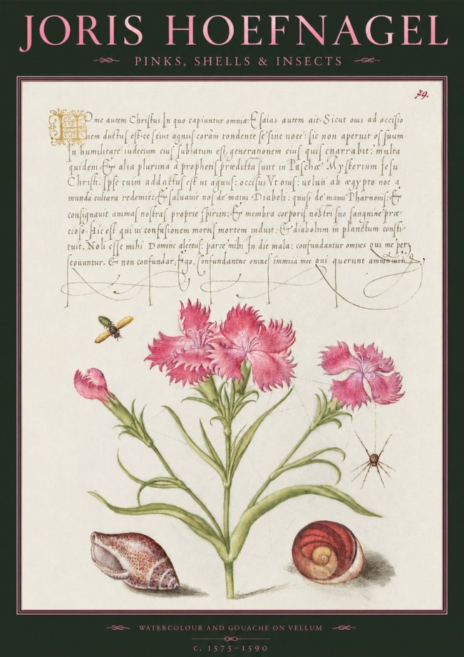 Joris Hoefnagel Pinks, Shells & Insects No2 - Juliste