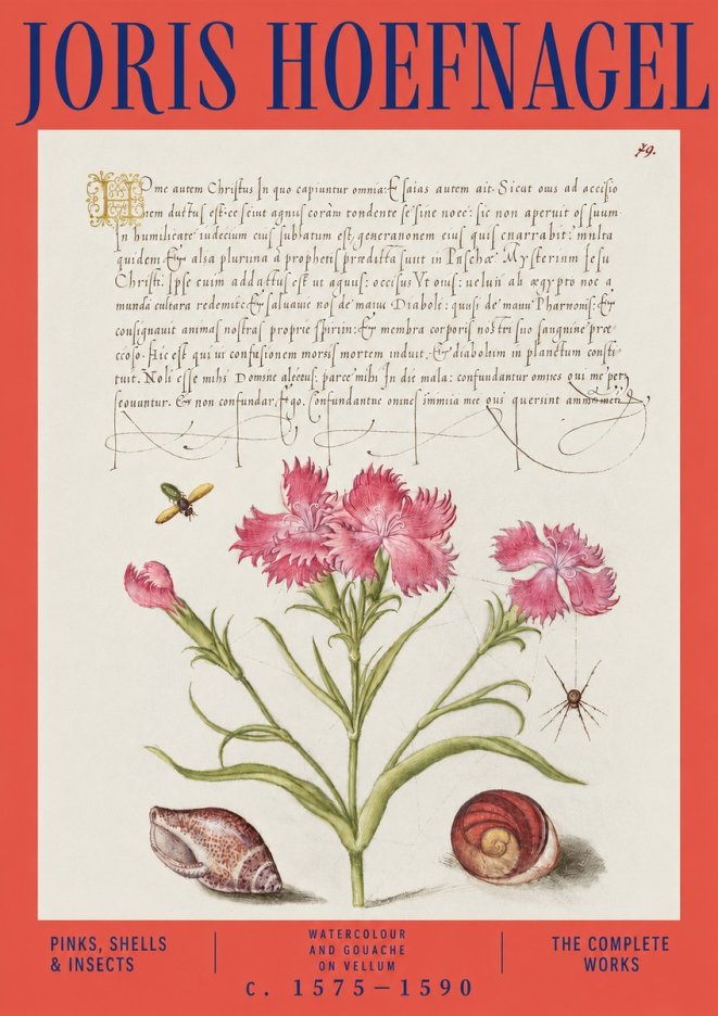 Joris Hoefnagel Pinks, Shells & Insects No3 - Juliste