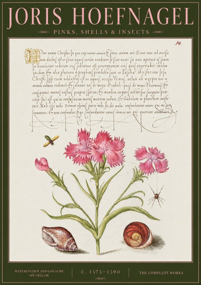 Joris Hoefnagel Pinks, Shells & Insects No4 - Juliste