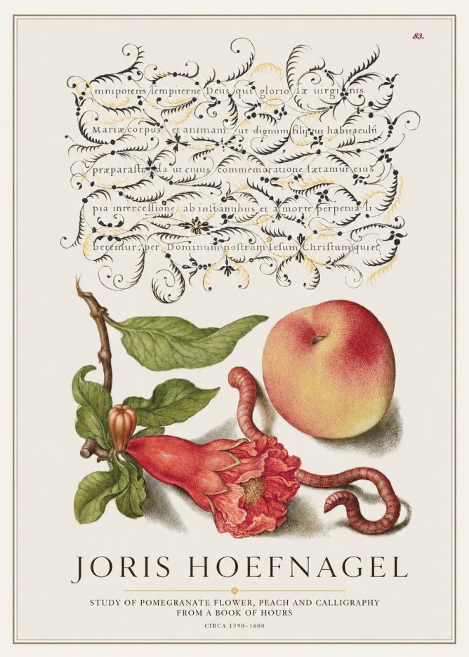 Joris Hoefnagel Study of Pomegranate Flower, Peach and Calligraphy from a Book of Hours No1 - Juliste