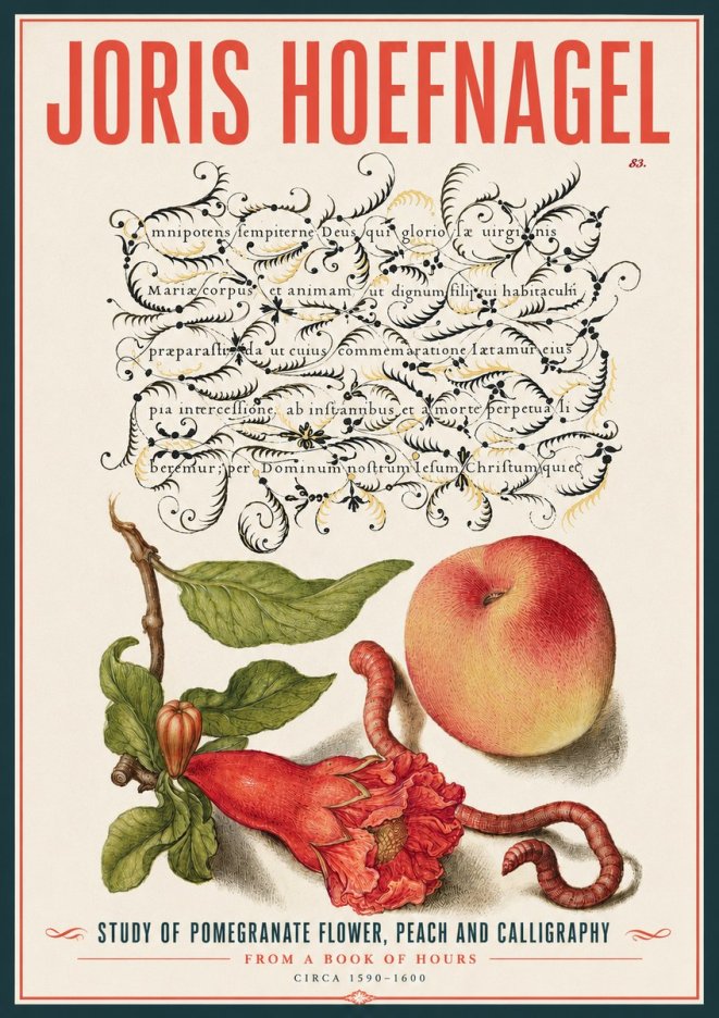 Joris Hoefnagel Study of Pomegranate Flower, Peach and Calligraphy from a Book of Hours No4 - Juliste