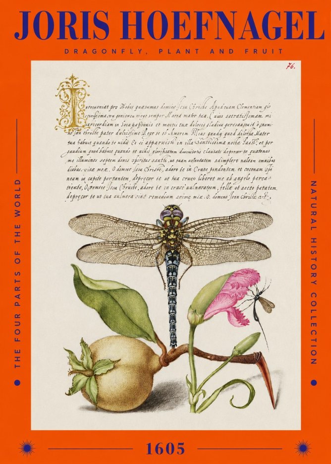 Joris Hoefnagel Dragonfly, Plant and Fruit No2 - Juliste