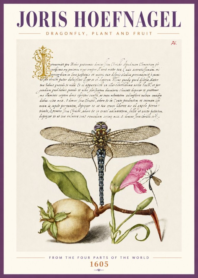 Joris Hoefnagel Dragonfly, Plant and Fruit No4 - Juliste