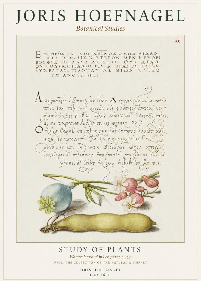 Joris Hoefnagel Study of Plants I No1 - Juliste