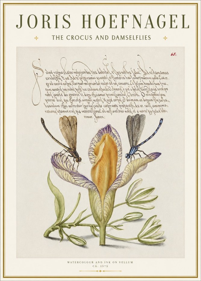 Joris Hoefnagel The Crocus and Damselflies No1 - Juliste