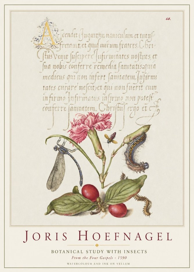 Joris Hoefnagel Botanical Study with Insects No1 - Juliste