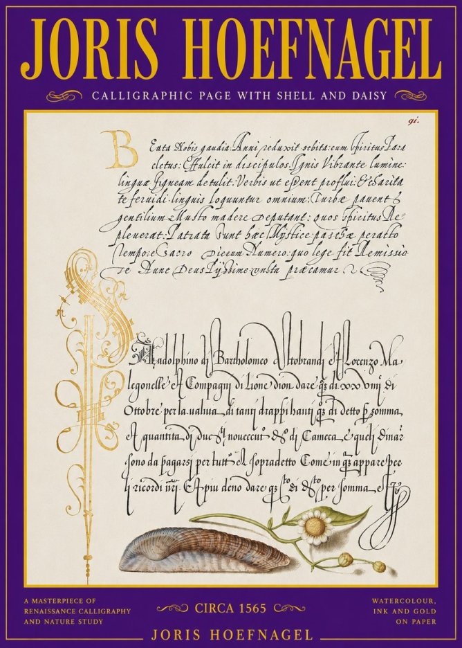 Joris Hoefnagel Calligraphic Page with Shell and Daisy No3 - Juliste