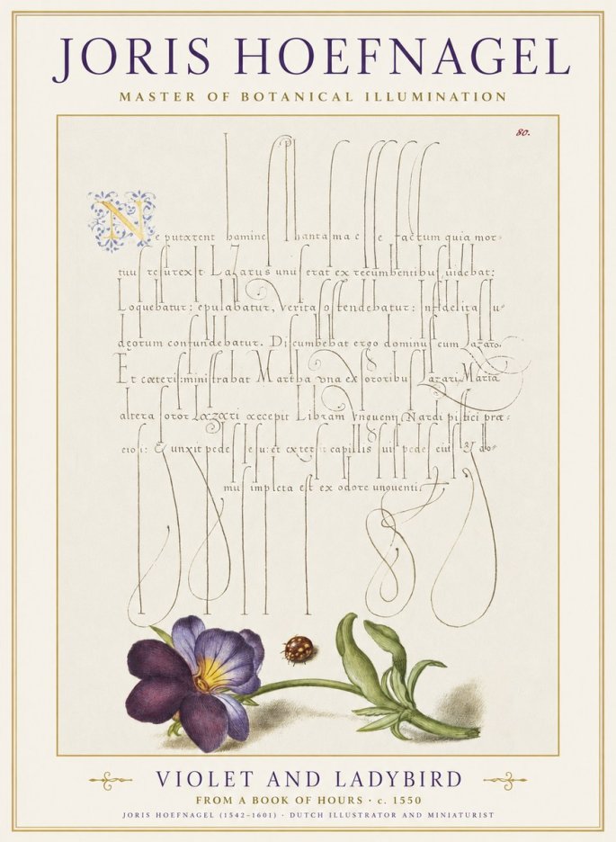 Joris Hoefnagel Violet and Ladybird No1 - Juliste
