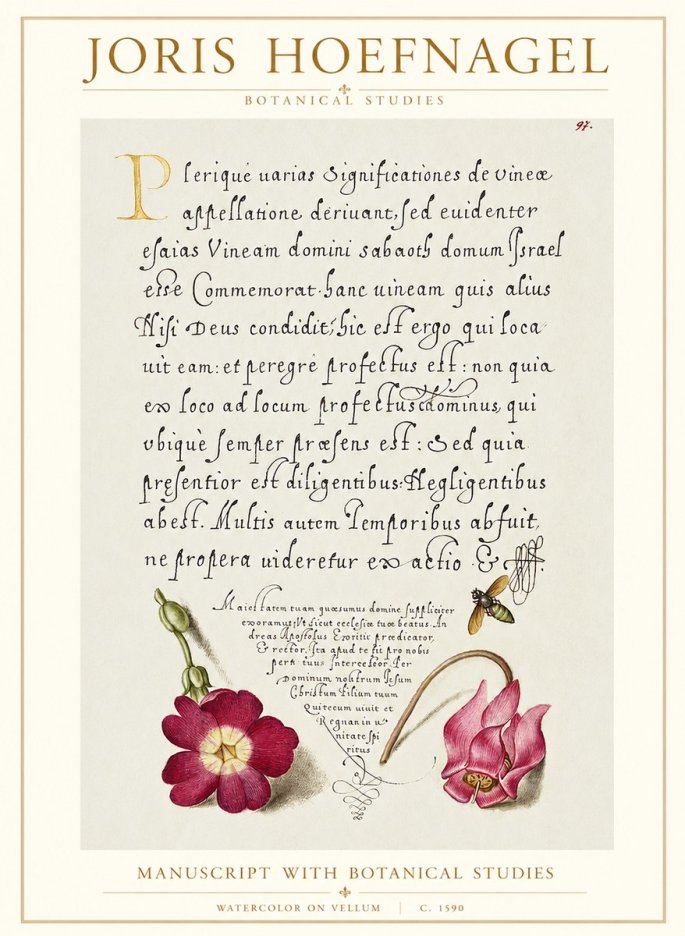 Joris Hoefnagel Manuscript with Botanical Studies No1 - Juliste