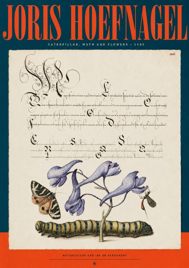 Joris Hoefnagel Caterpillar, Moth and Flowers No2 - Juliste