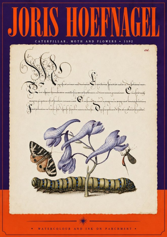 Joris Hoefnagel Caterpillar, Moth and Flowers No5 - Juliste
