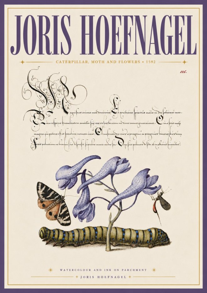 Joris Hoefnagel Caterpillar, Moth and Flowers No6 - Juliste