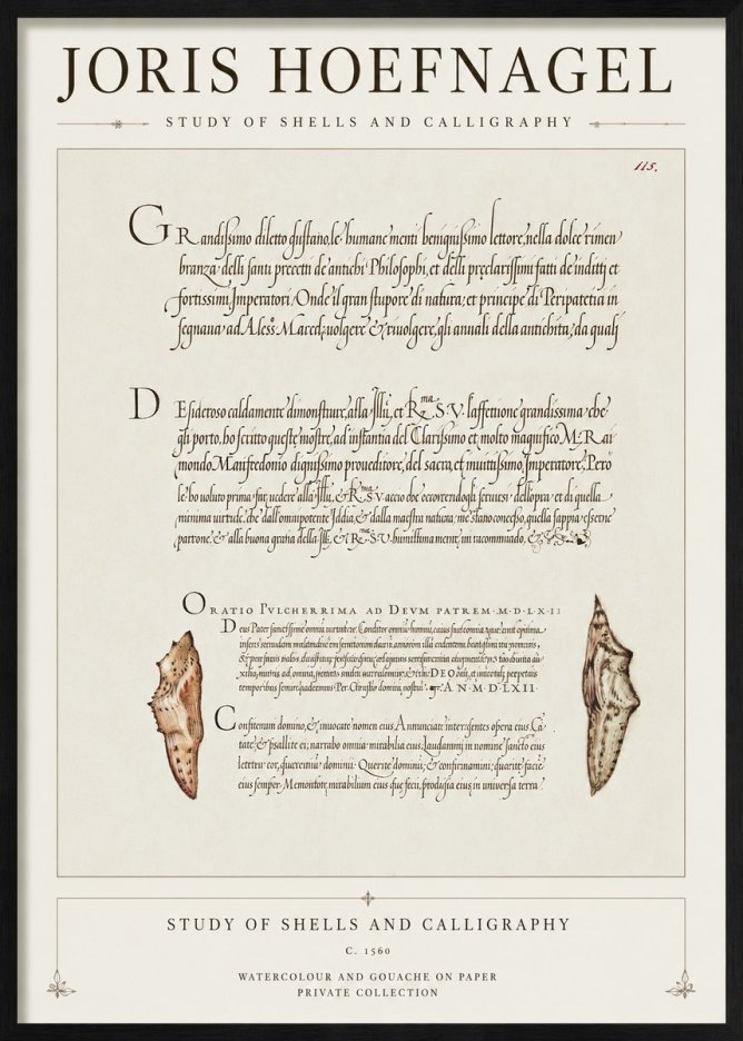 Joris Hoefnagel Study of Shells and Calligraphy No1 - Juliste