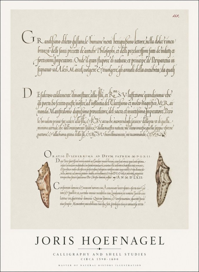 Joris Hoefnagel Study of Shells and Calligraphy No2 - Juliste