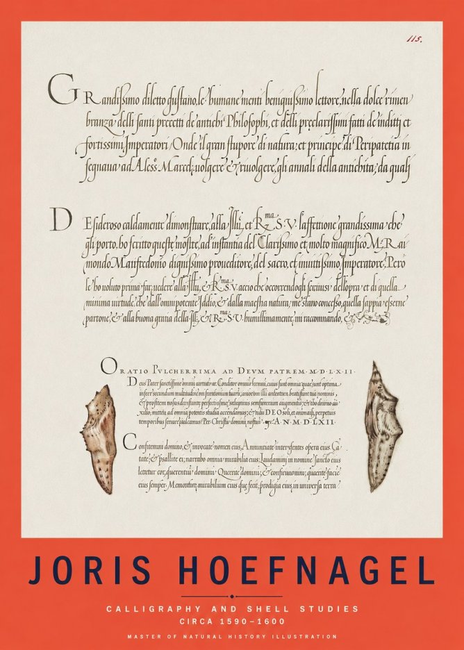 Joris Hoefnagel Study of Shells and Calligraphy No3 - Juliste
