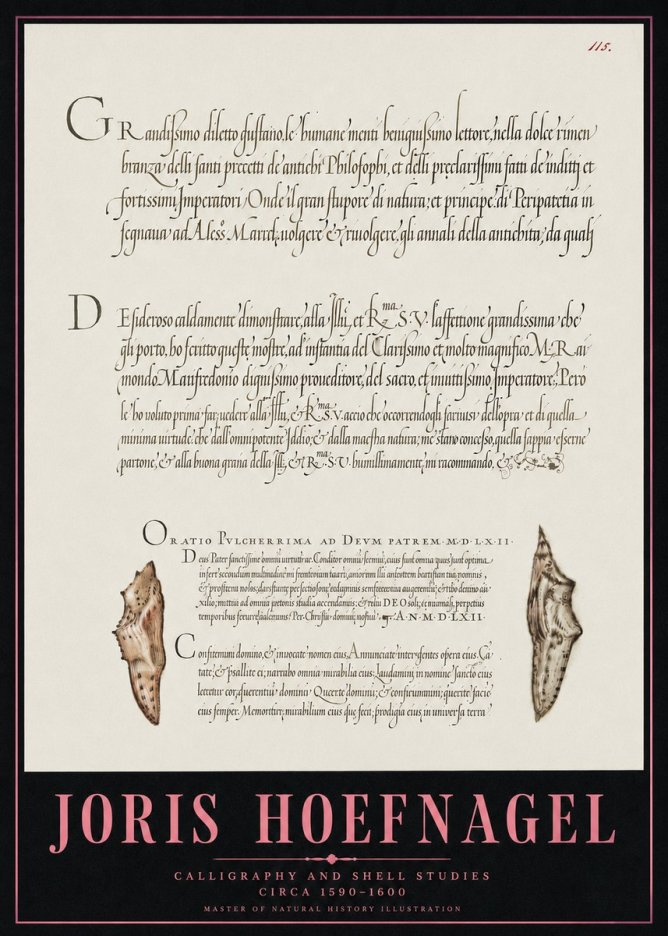 Joris Hoefnagel Study of Shells and Calligraphy No5 - Juliste