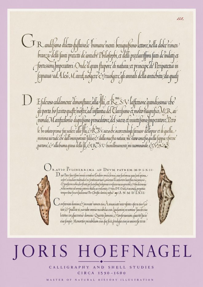 Joris Hoefnagel Study of Shells and Calligraphy No6 - Juliste