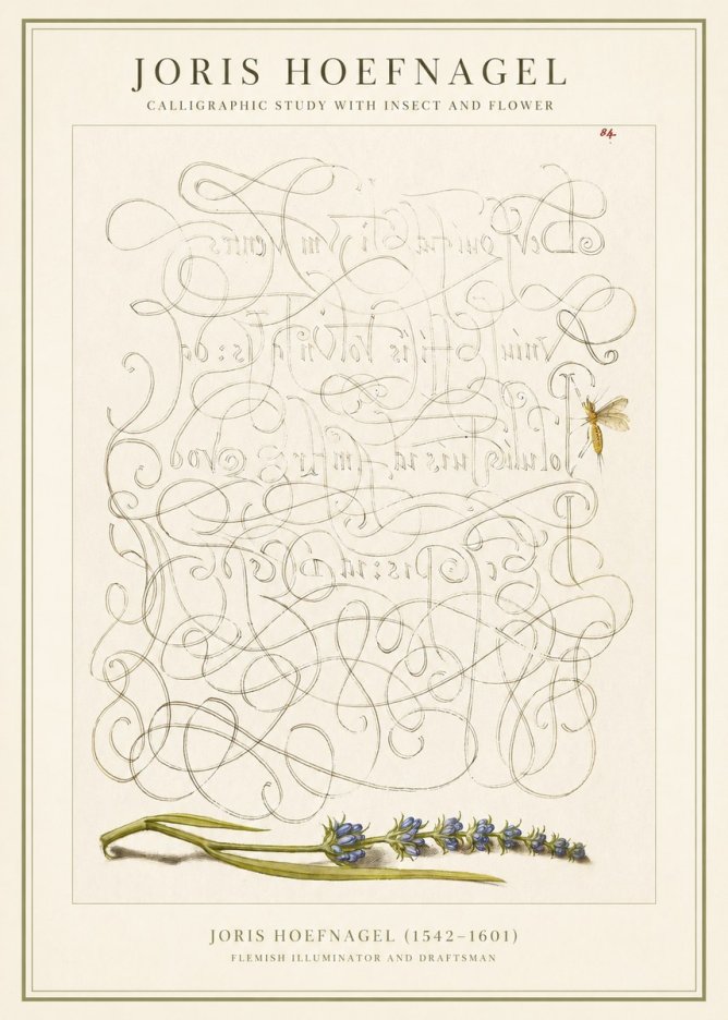 Joris Hoefnagel Calligraphic Study with Insect and Flower No1 - Juliste