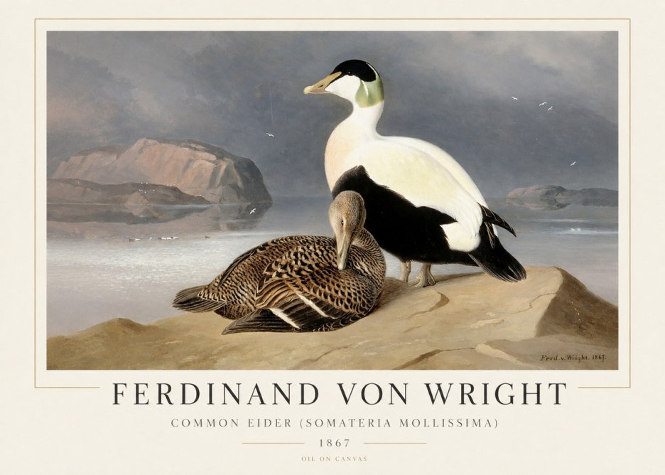 Ferdinand von Wright Common Eider (Somateria Mollissima) No1 - Juliste